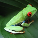 Costa Rican Frog.jpg